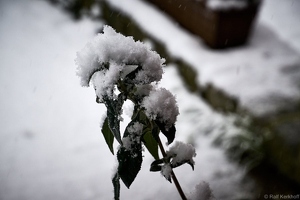 Schneehaube