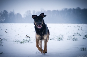 Snowdog