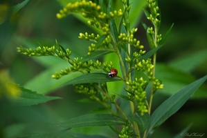 Käfer