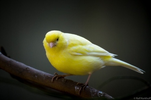 Tweetie