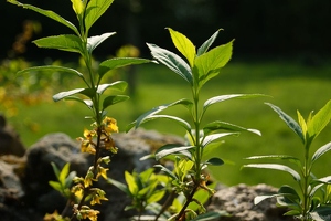 Sunny Plant