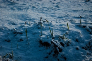 Snowgras