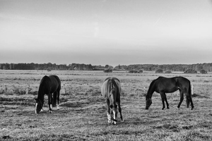 Morning Horses