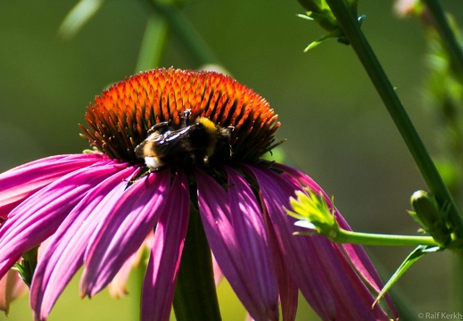 Insekten