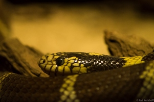 Snakeskin