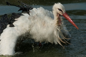 Wet Stork
