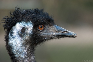 Emus Head